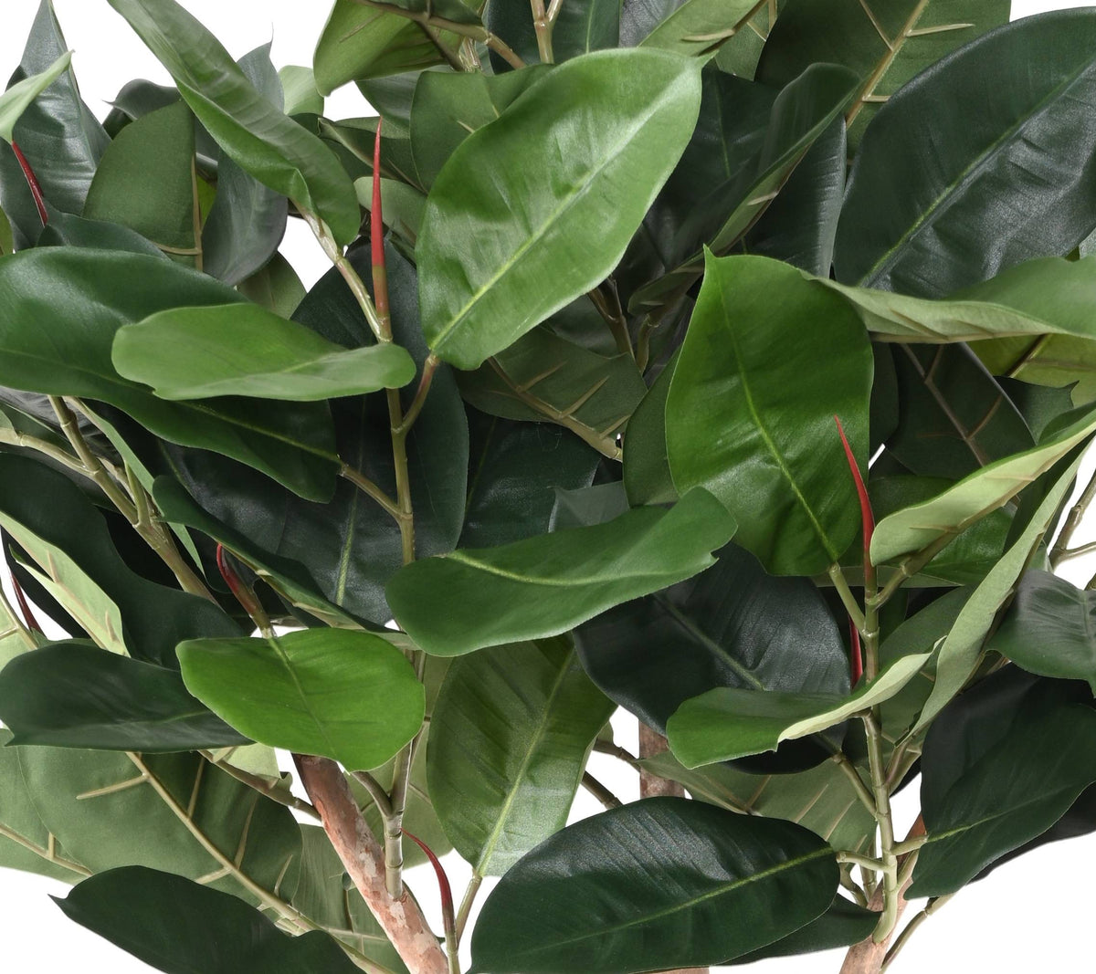Ficus Artificiel Elastica Tête 160 cm | Belle Verdure