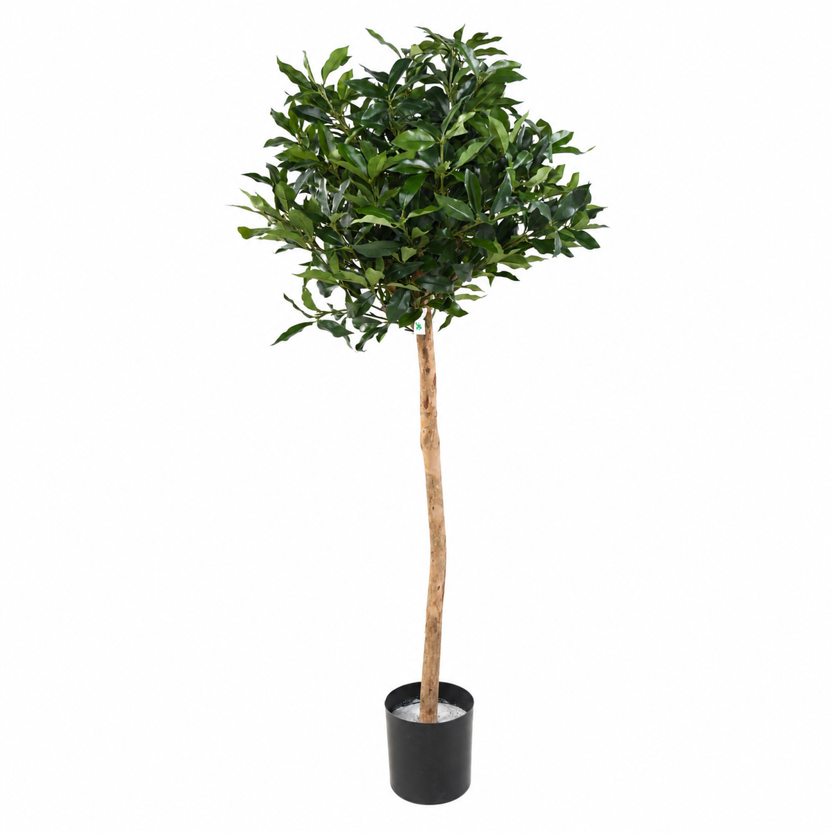 Laurier Artificiel Lusitanica sur Tige 140 cm | Belle Verdure