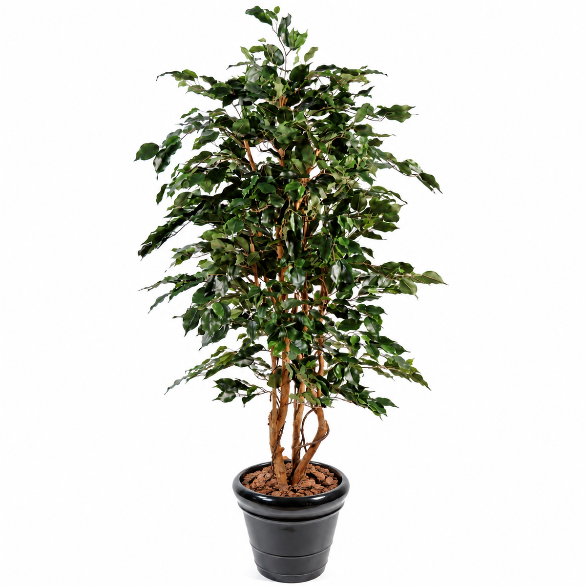 Ficus Artificiel Exotica 180 cm | Belle Verdure