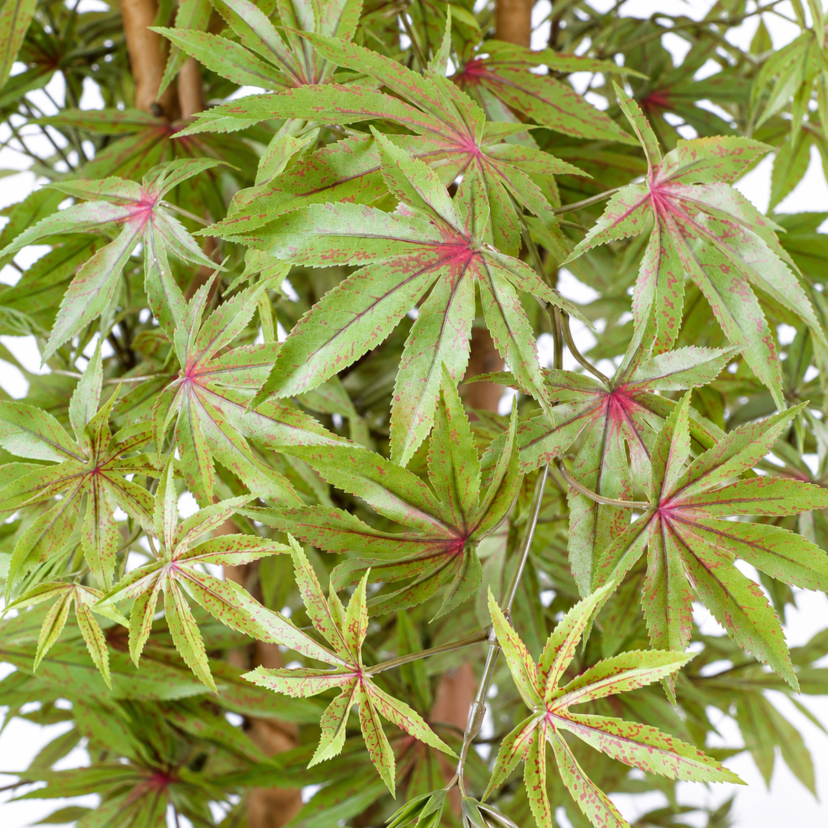 Aralia Artificiel Zen 180 cm | Belle Verdure