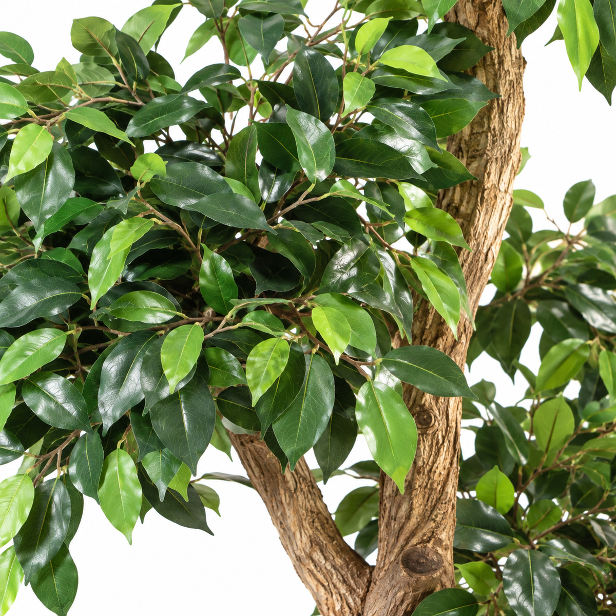 Ficus Artificiel Retusa Crazy 150 cm | Belle Verdure