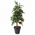Ficus Artificiel Alii Bush Royal 160 cm | Belle Verdure