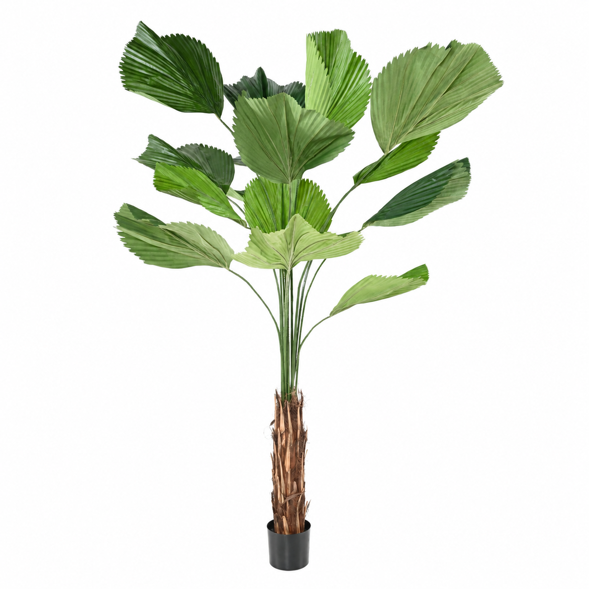 Licuala Grandis Artificiel 205 cm | Belle Verdure