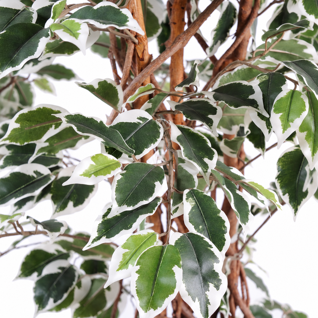 Ficus Artificiel Lianes Vert/Crème 210 cm | Belle Verdure
