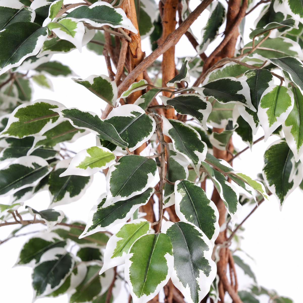 Ficus Artificiel Lianes Vert/Crème 150 cm | Belle Verdure