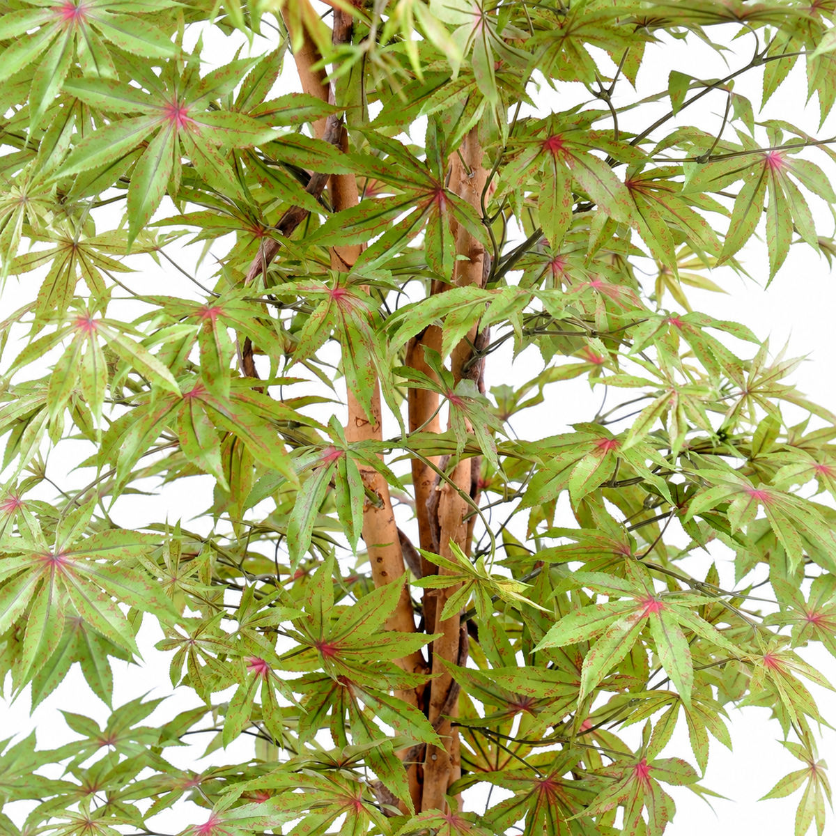 Aralia Artificiel Zen 180 cm | Belle Verdure