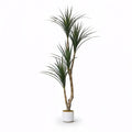 Dracaena Marginata Artificiel 165cm