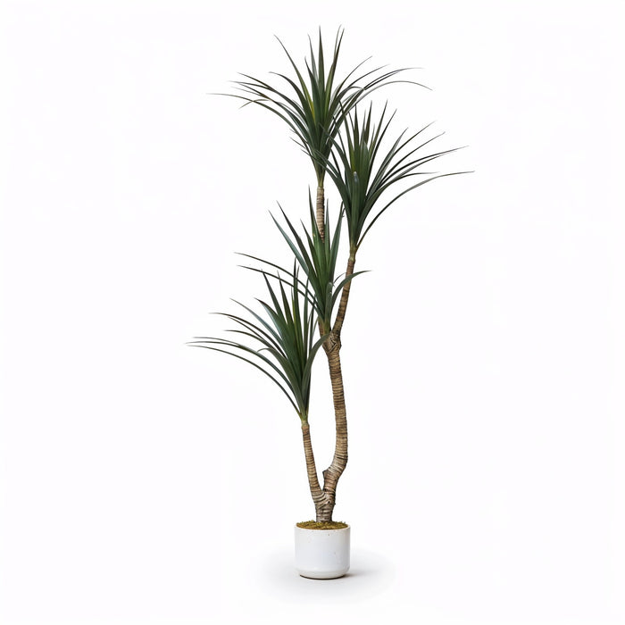 Dracaena Marginata Artificiel 165cm