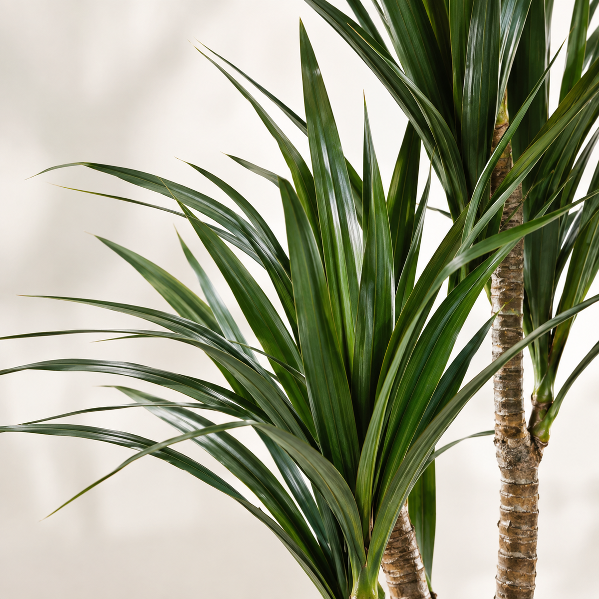Dracaena Marginata Artificiel 165cm