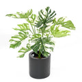 Philodendron Monstera Artificiel Essentiel Panaché 75 cm | Belle Verdure