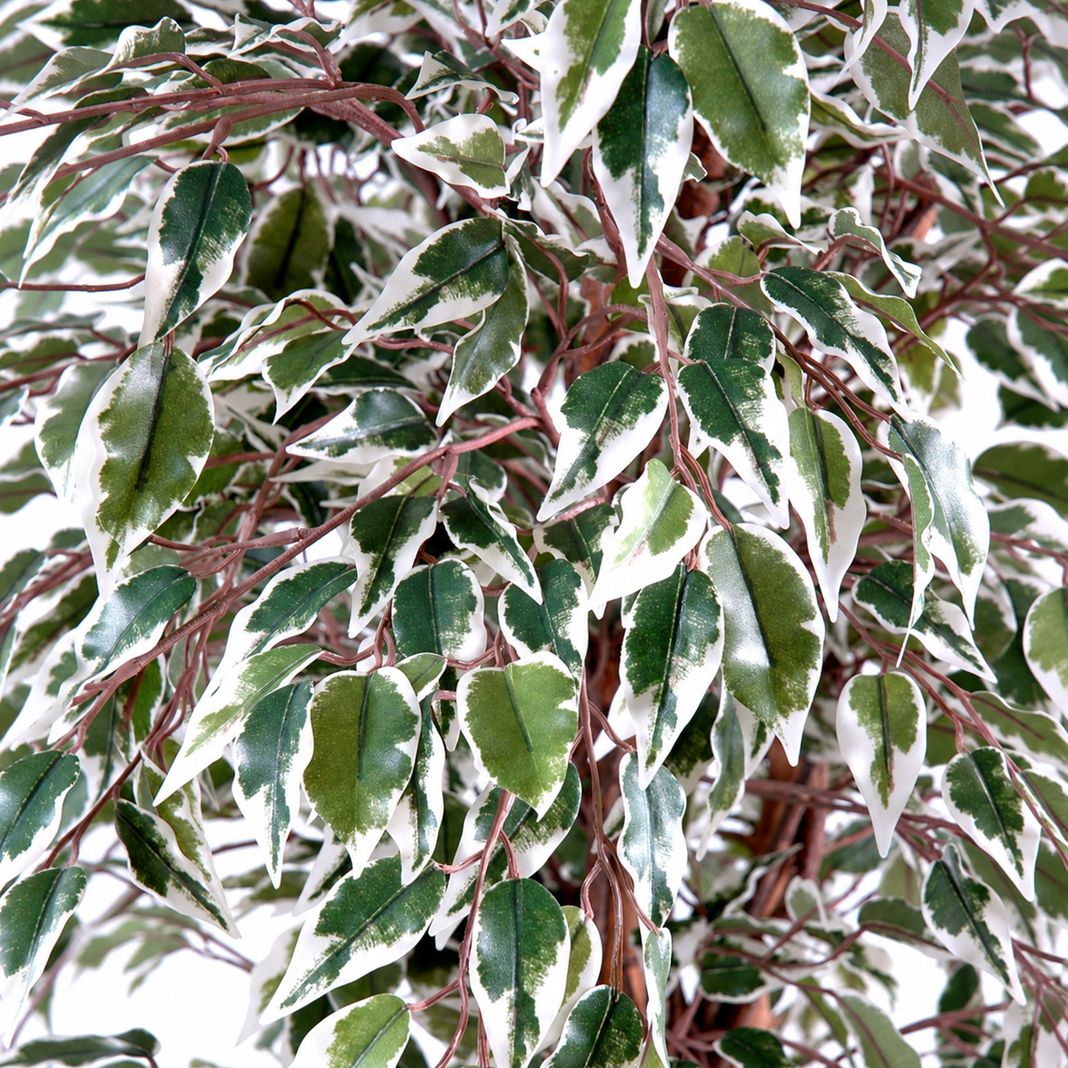 Ficus Artificiel Lianes Vert/Crème 150 cm | Belle Verdure