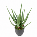 Plante artificielle Aloé Vert 60 cm | Belle Verdure