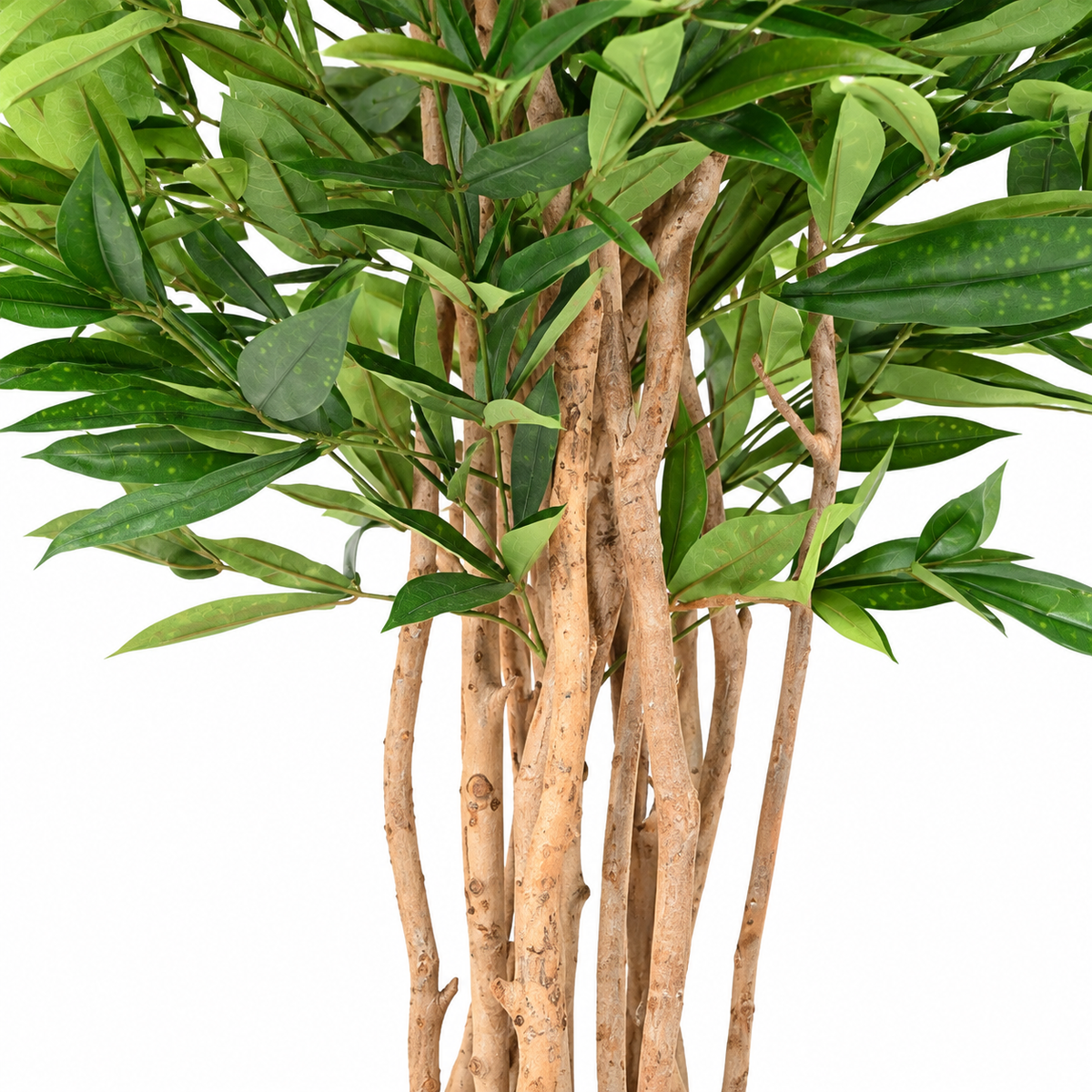 Dracaena Surculosa Artificiel 155 cm | Belle Verdure