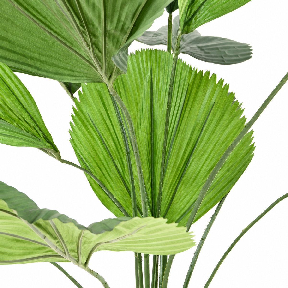 Licuala Grandis Artificiel 205 cm | Belle Verdure