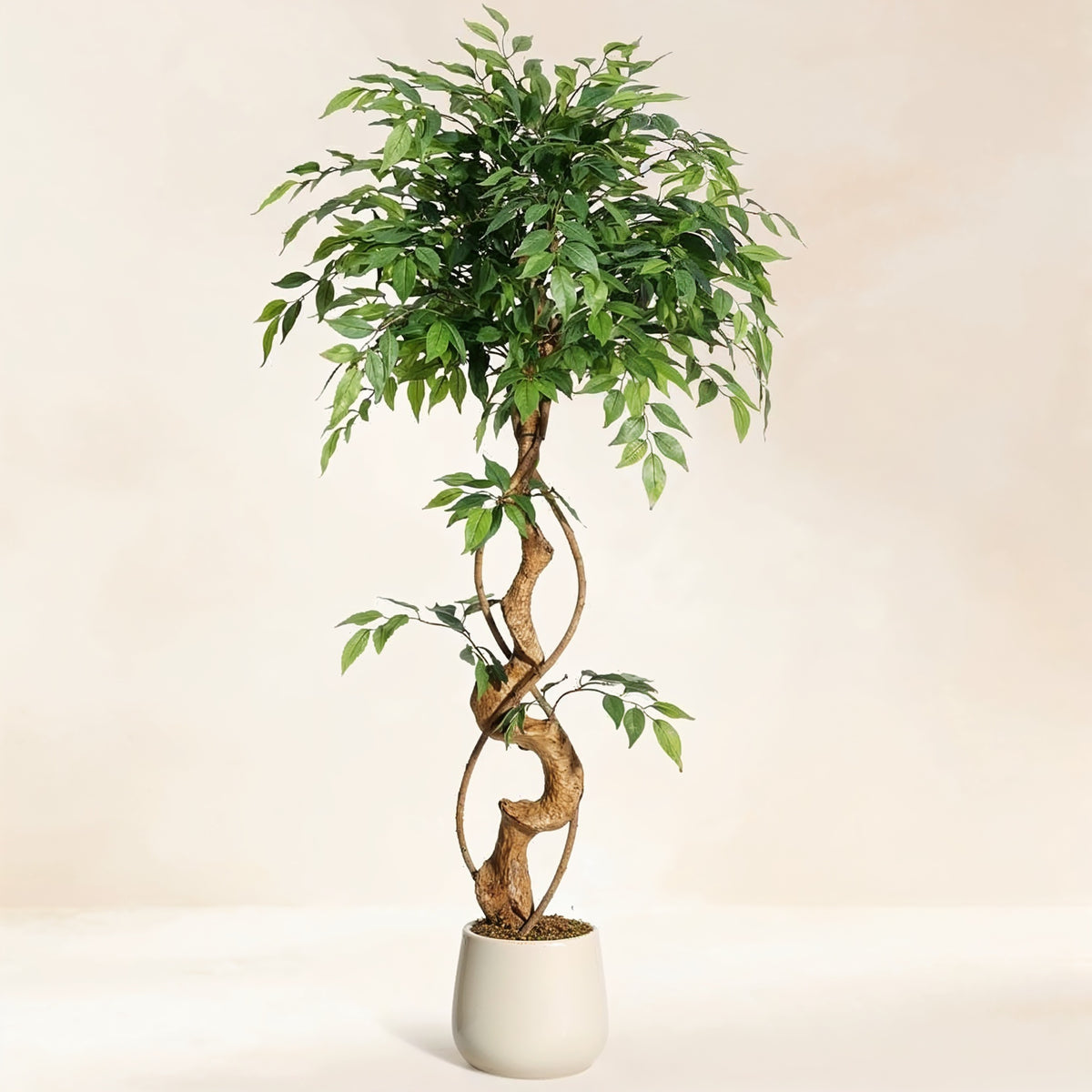 Ficus Tressé Artificiel