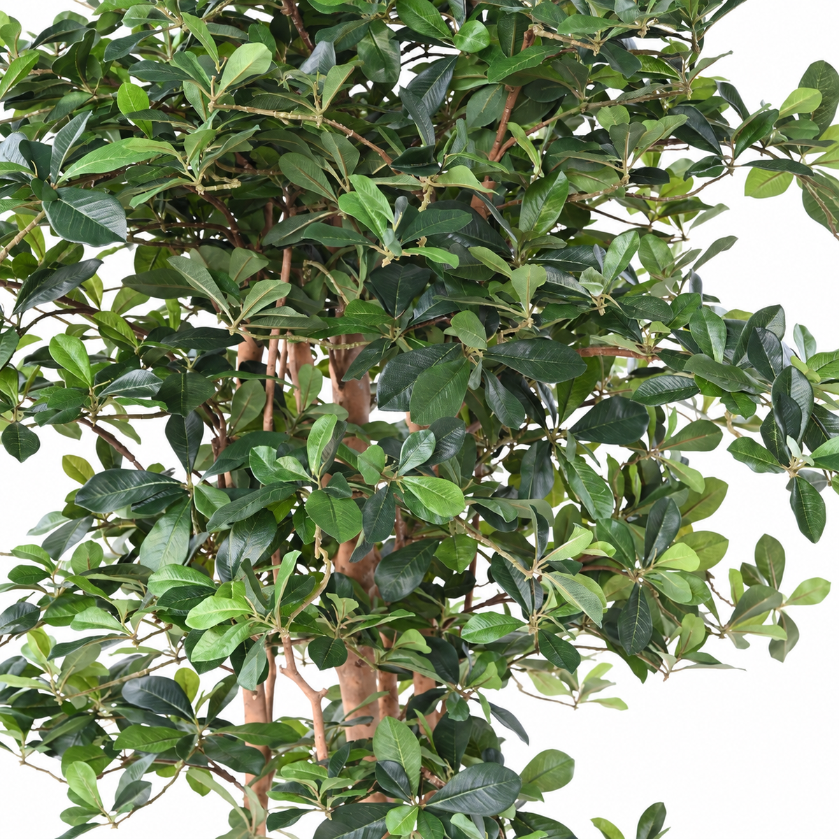 Ficus Artificiel Black Olive 178 cm | Belle Verdure