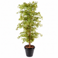 Aralia Artificiel Zen 150 cm | Belle Verdure