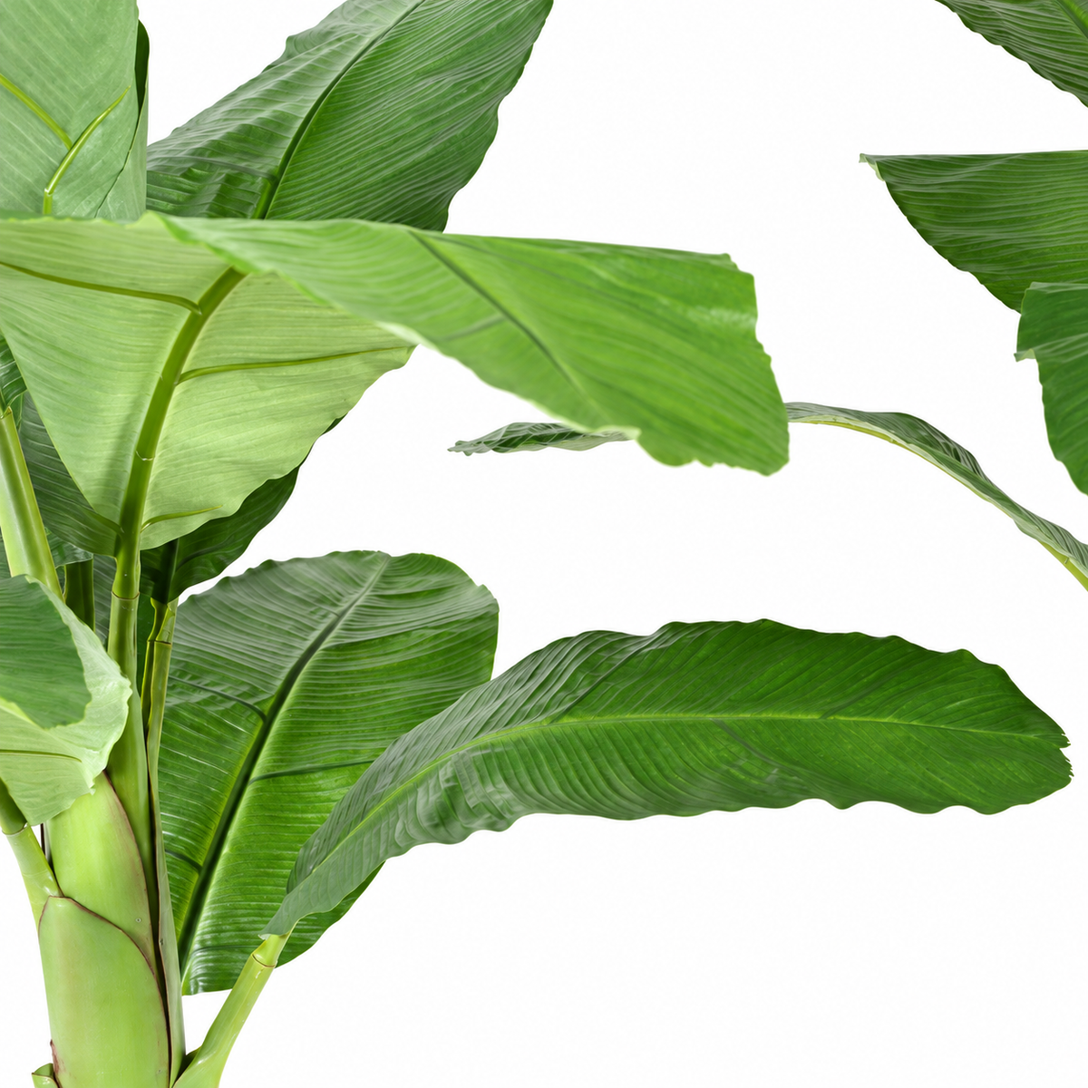 Bananier Artificiel Royal 170 cm | Belle Verdure