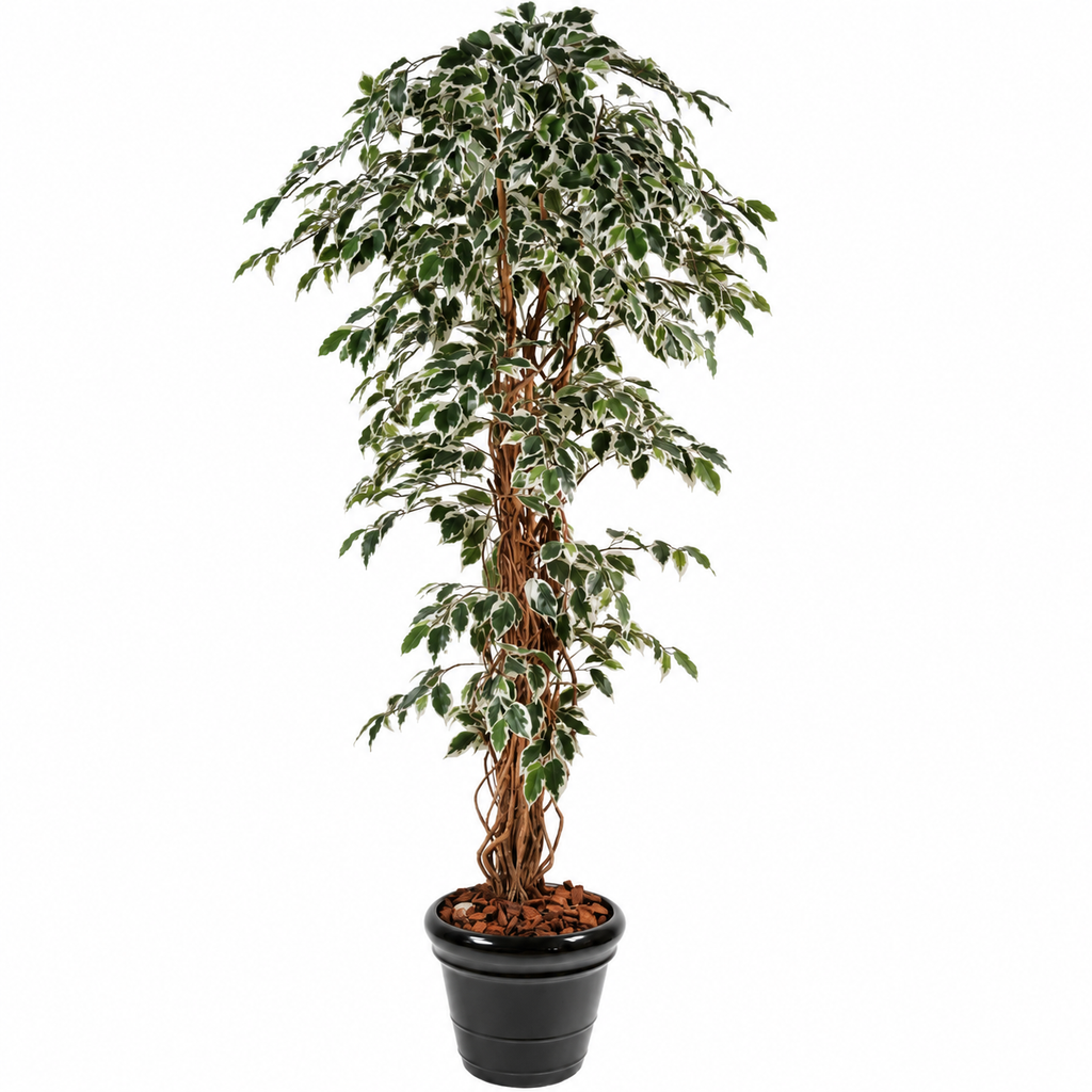 Ficus Artificiel Lianes Vert/Crème 210 cm | Belle Verdure