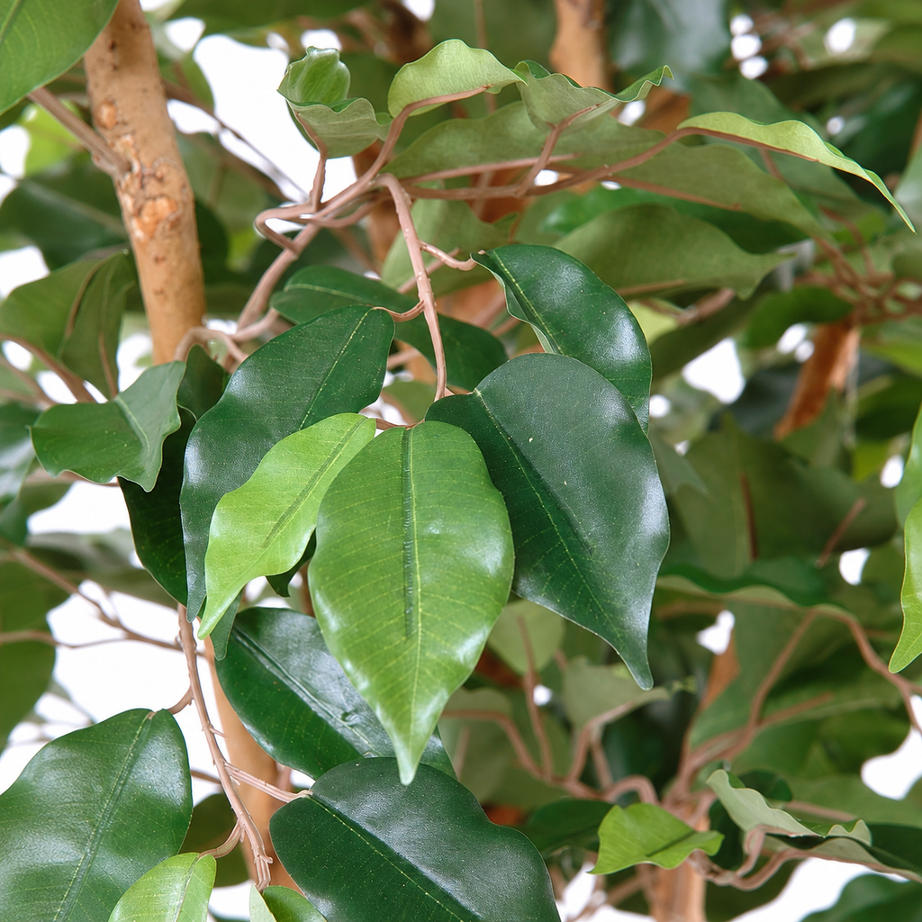Ficus Artificiel Authentique 120 cm | Belle Verdure