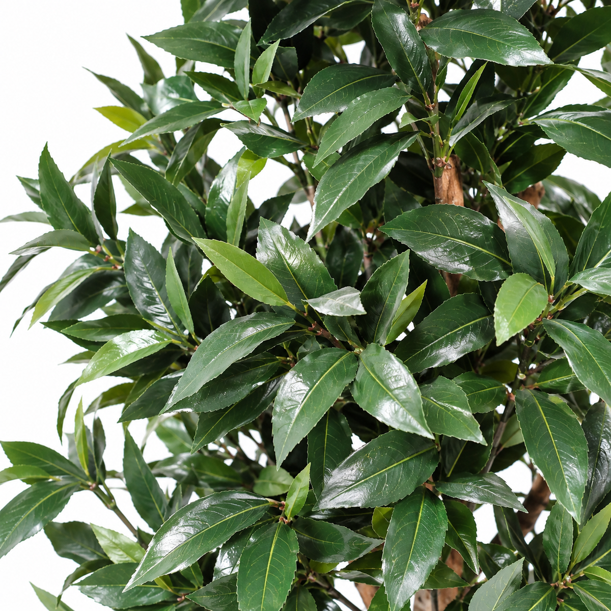 Laurier Artificiel Signature 150 cm | Belle Verdure
