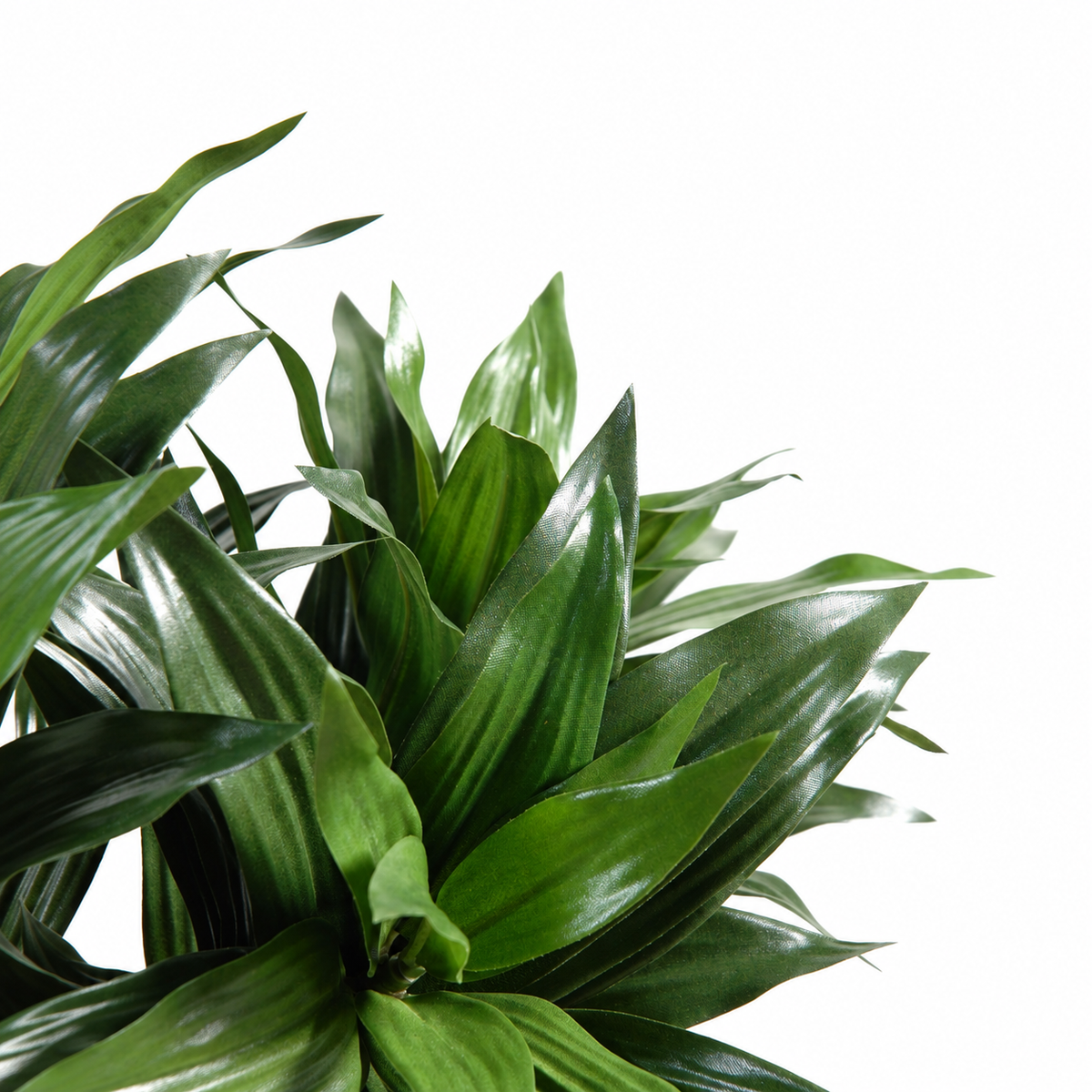 Dracaena Fragrans Artificiel 90 cm | Belle Verdure