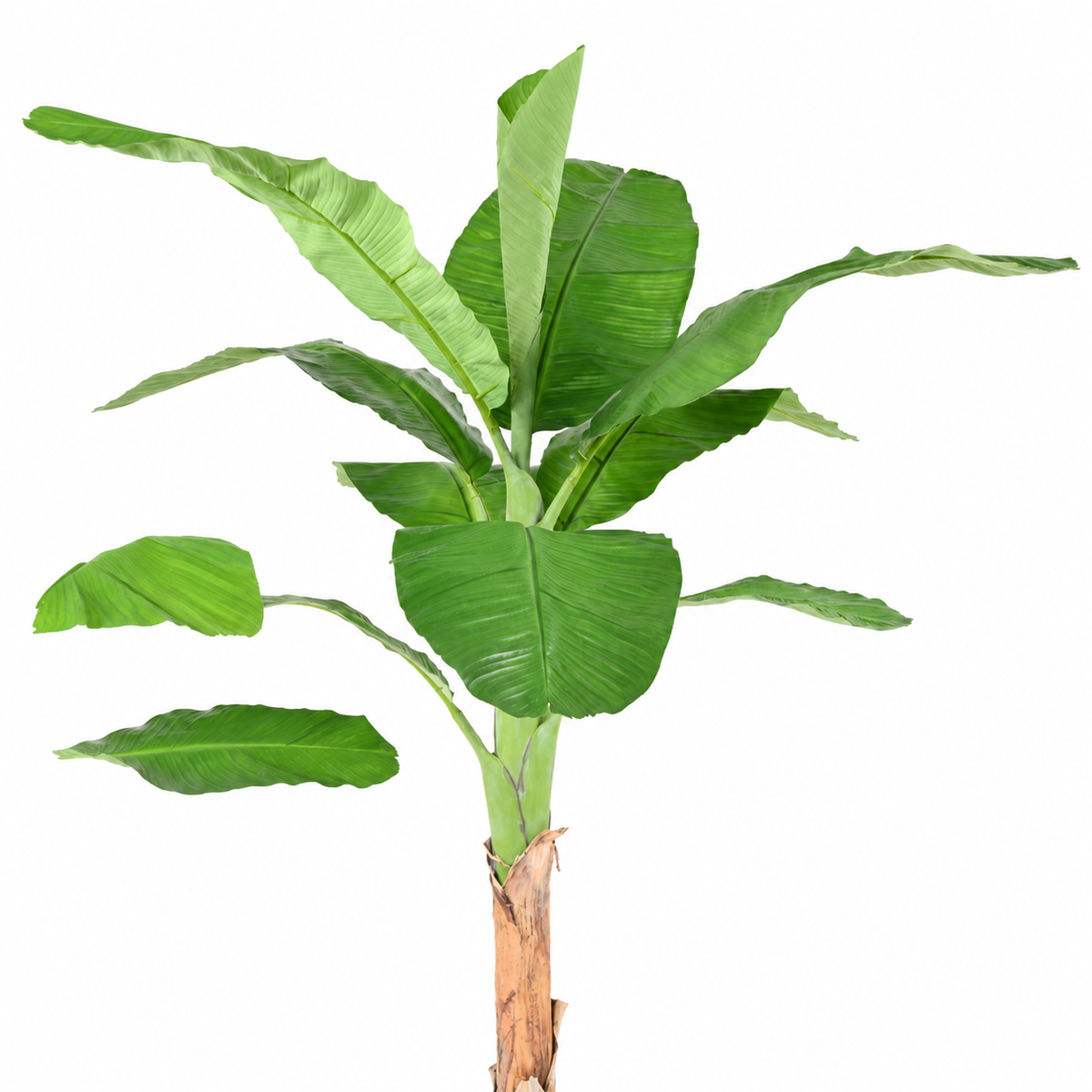 Bananier Artificiel Royal 210 cm | Belle Verdure