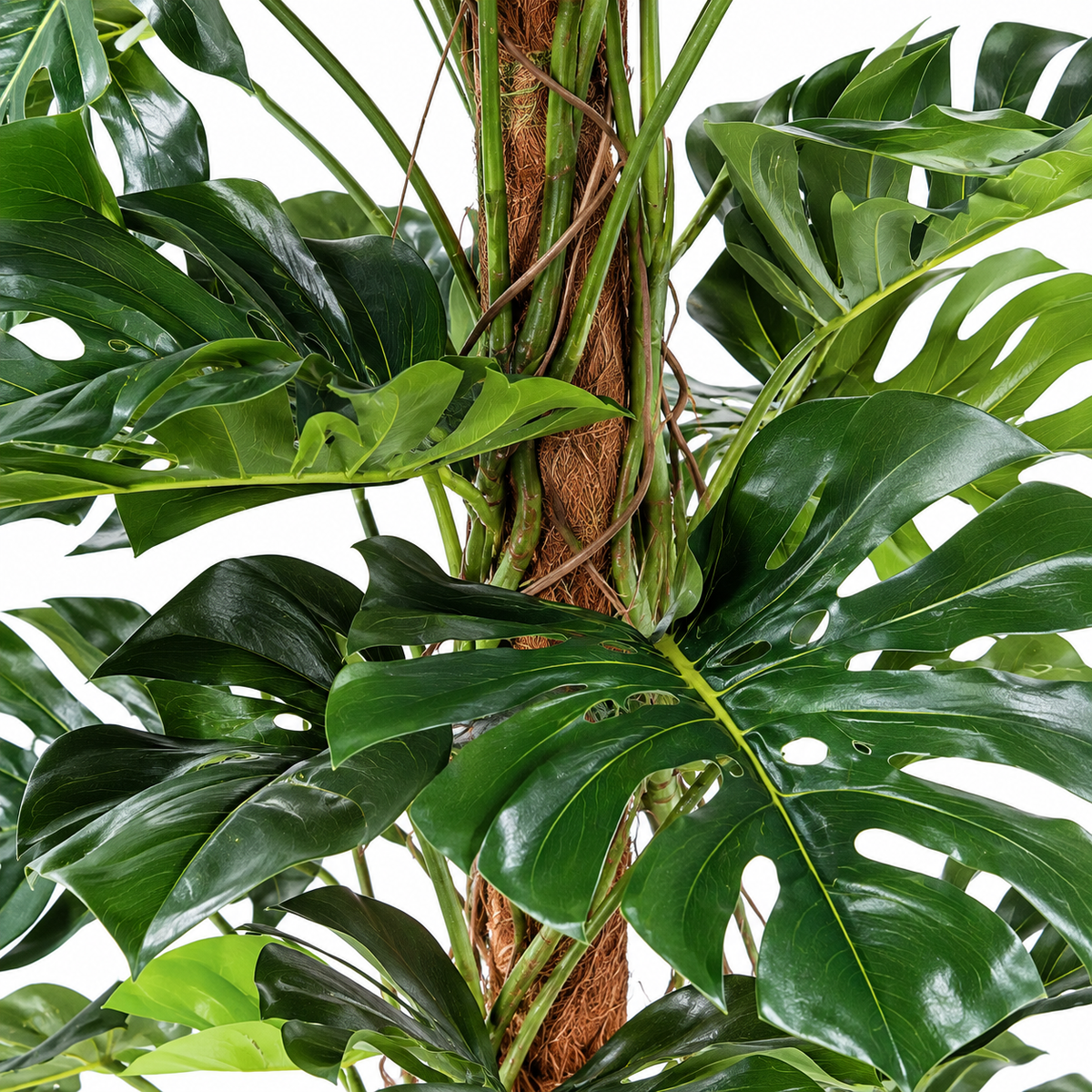 Philodendron Monstera Artificiel 160 cm | Belle Verdure