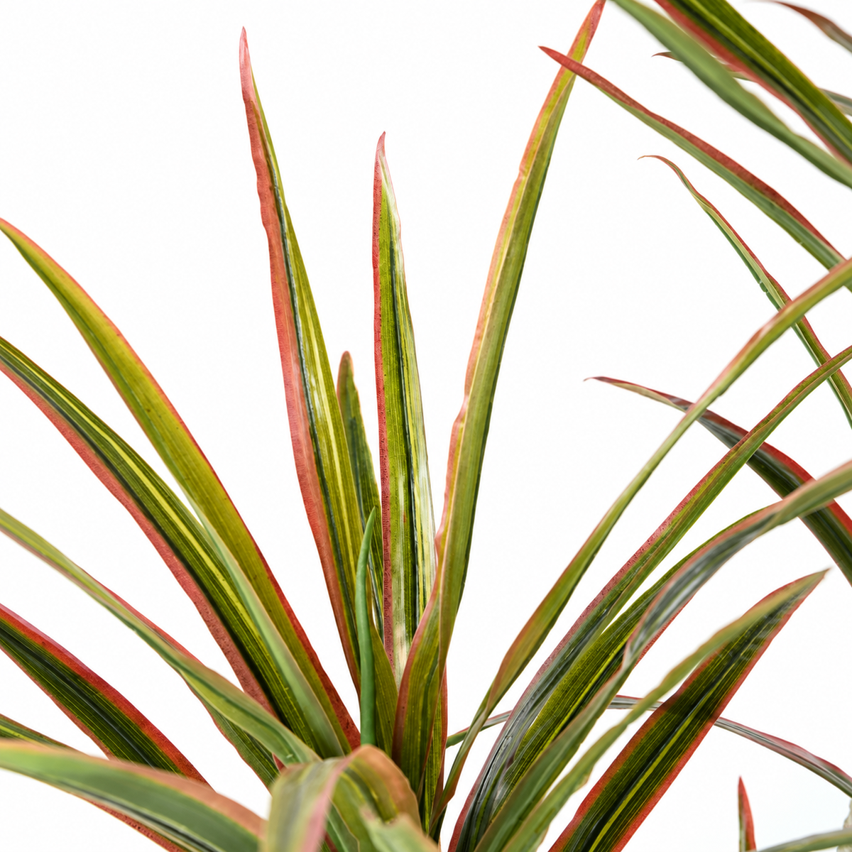 Dracaena Artificiel 190 cm | Belle Verdure