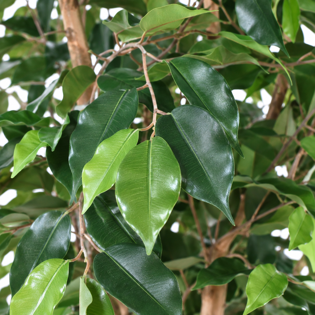 Ficus Artificiel Double Boule 150 cm | Belle Verdure