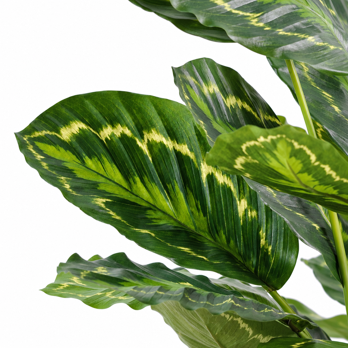 Plante Artificielle Calathea Roseopicta 70 cm | Belle Verdure