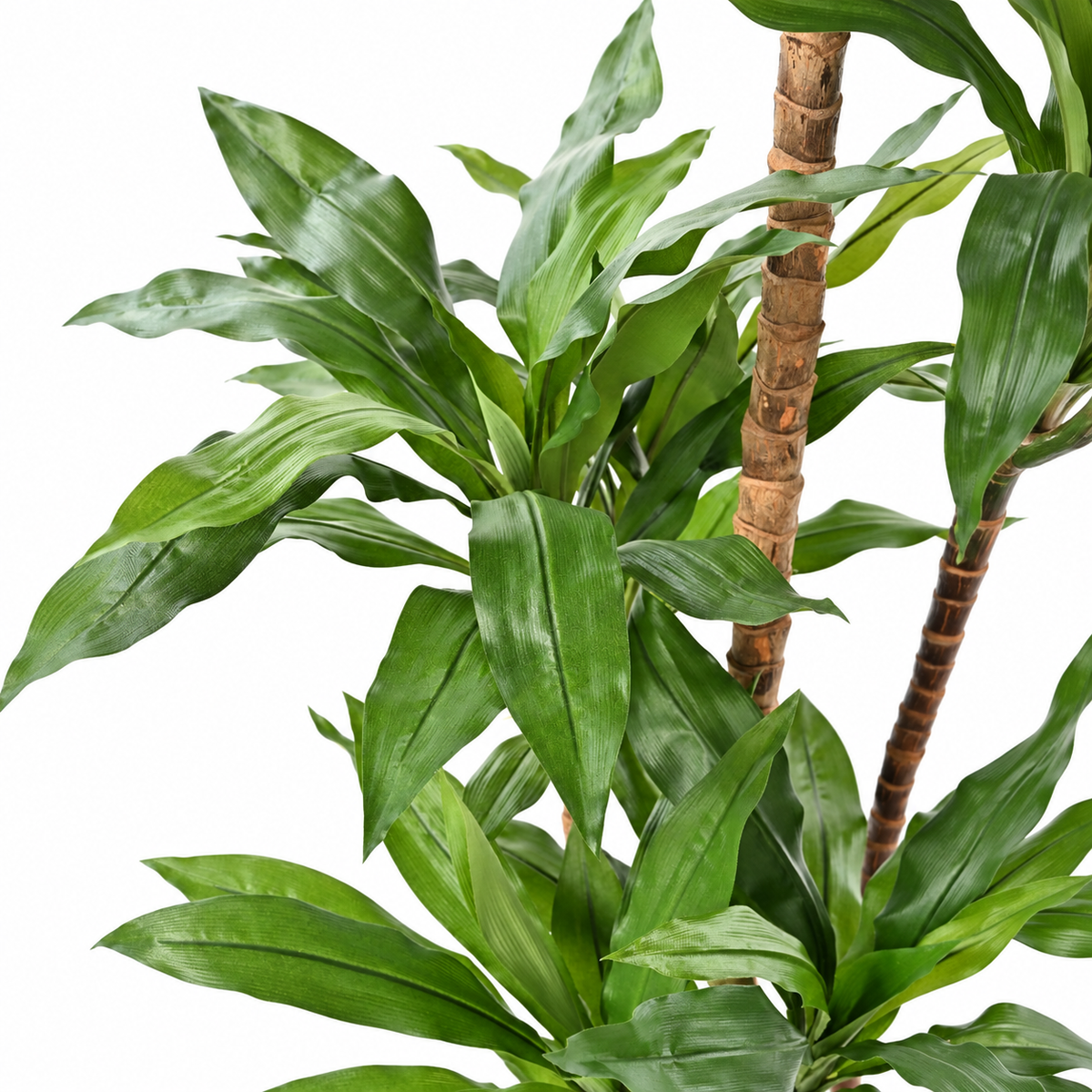 Dracaena Fragrans Artificiel Signature 145 cm | Belle Verdure