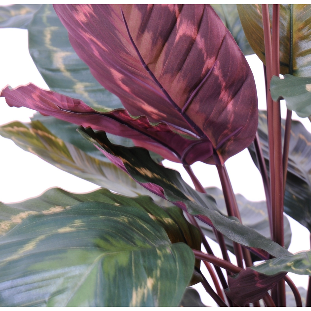 Plante Artificielle Calathea Roseopicta 70 cm | Belle Verdure