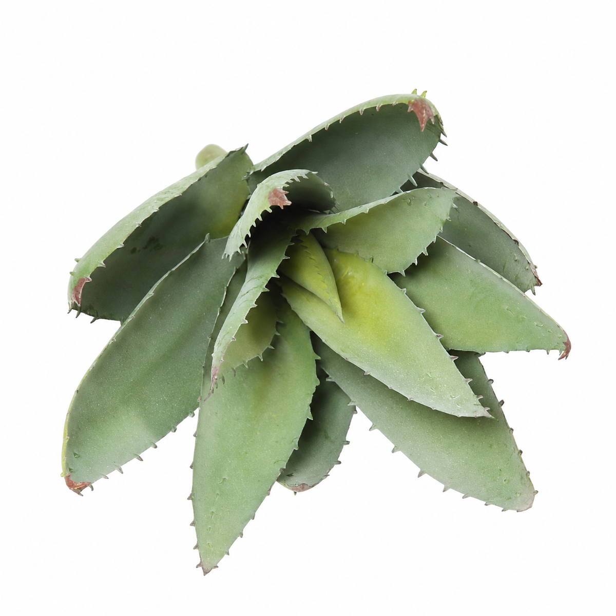 Plante artificielle Aloe Vera Vert 32 cm | Belle Verdure